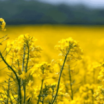 موضوع وبلاگ در مورد گلزا