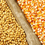 موضوع وبلاگ در مورد گلزا