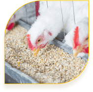 واحد های مرغ مادر