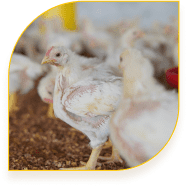 مجتمع پرورش مرغ گوشتی