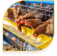 بخش واردات وتو